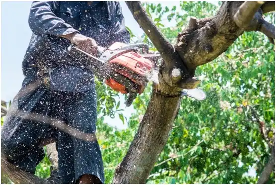 tree services Bokchito